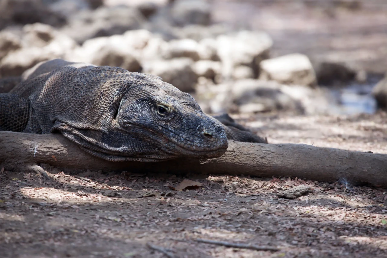 Menelusuri Jejak Komodo...