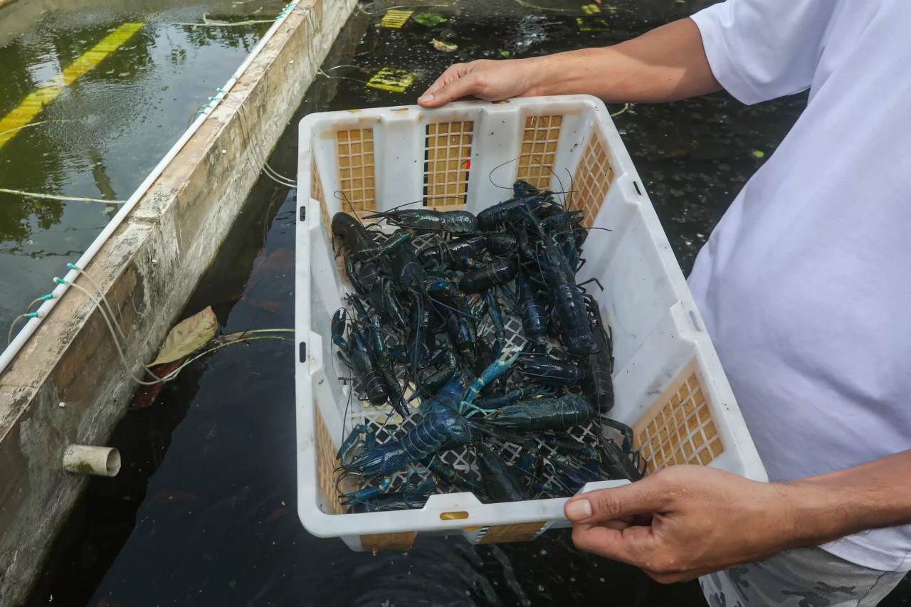 Melihat Budidaya Lobster...