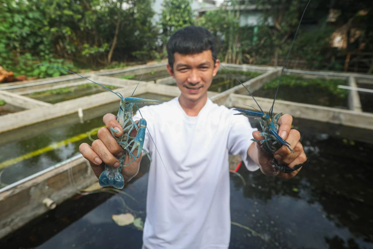 Melihat Budidaya Lobster...