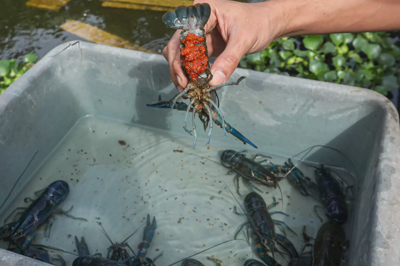 Melihat Budidaya Lobster...
