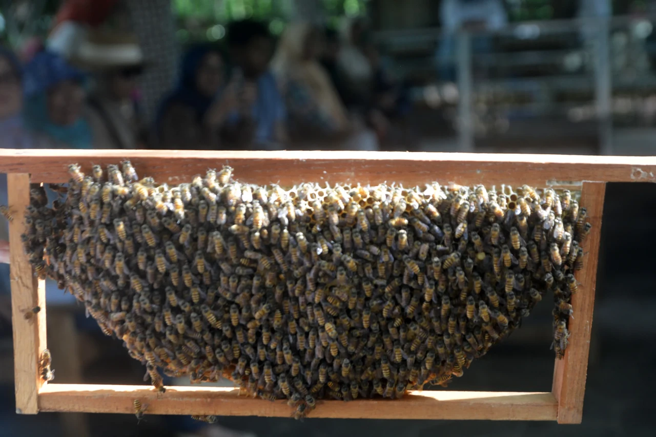 Setetes Manis Pahitnya...