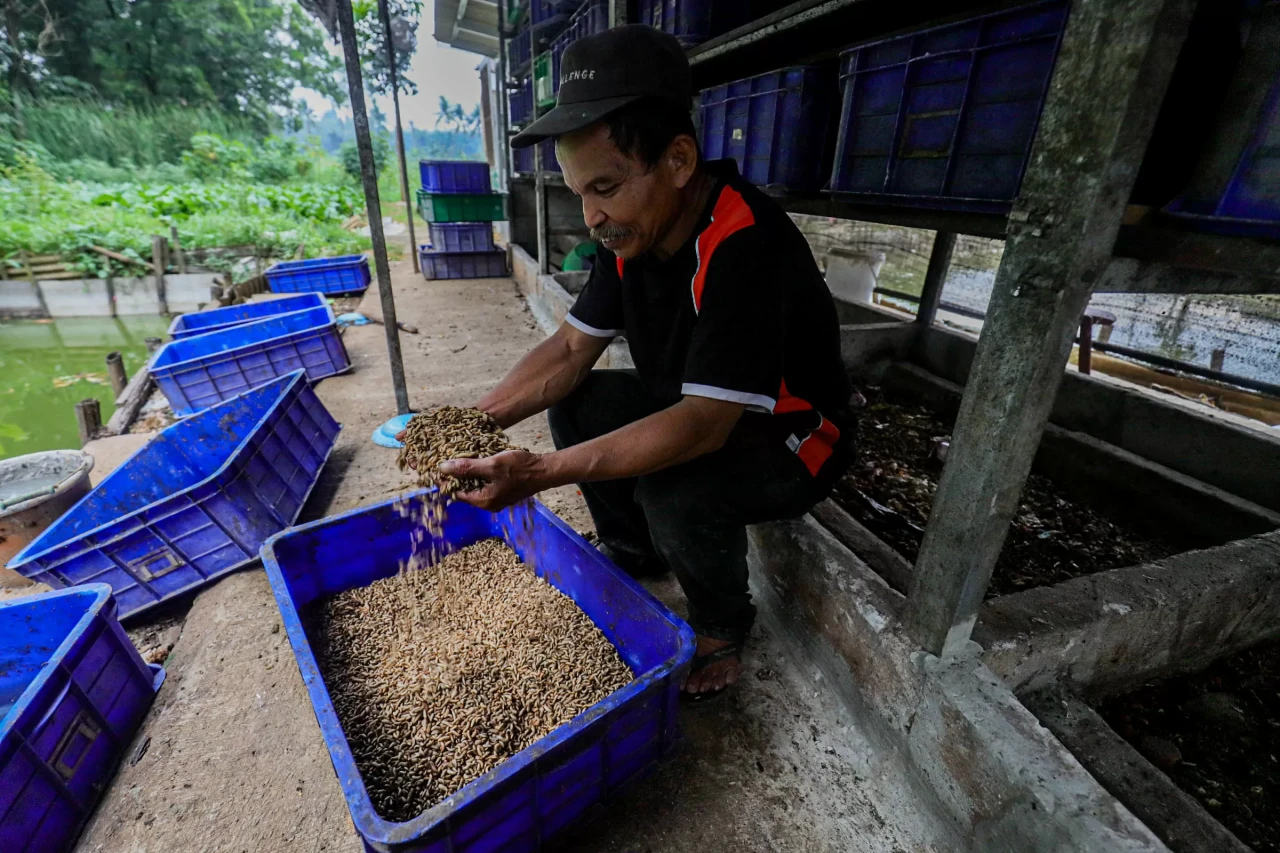 Budi Daya Maggot untuk...