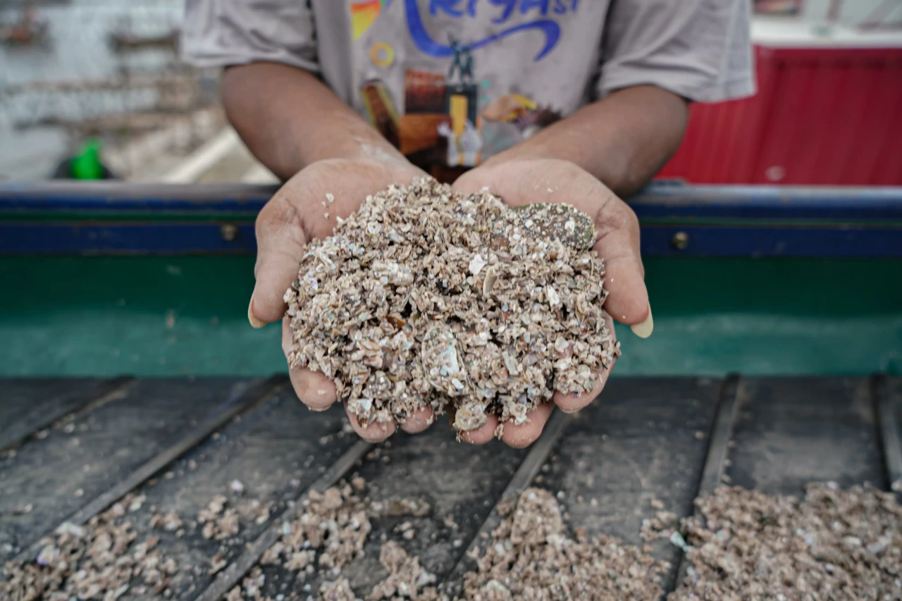 Limbah Cangkang Kerang...