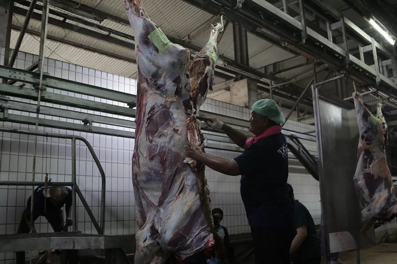 1.241 Sapi Disiapkan,...