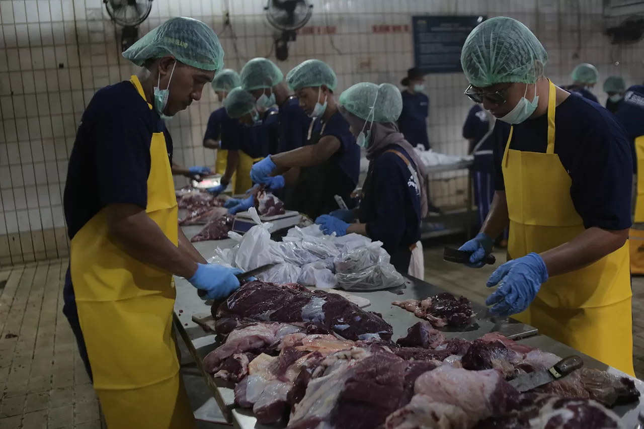 1.241 Sapi Disiapkan,...