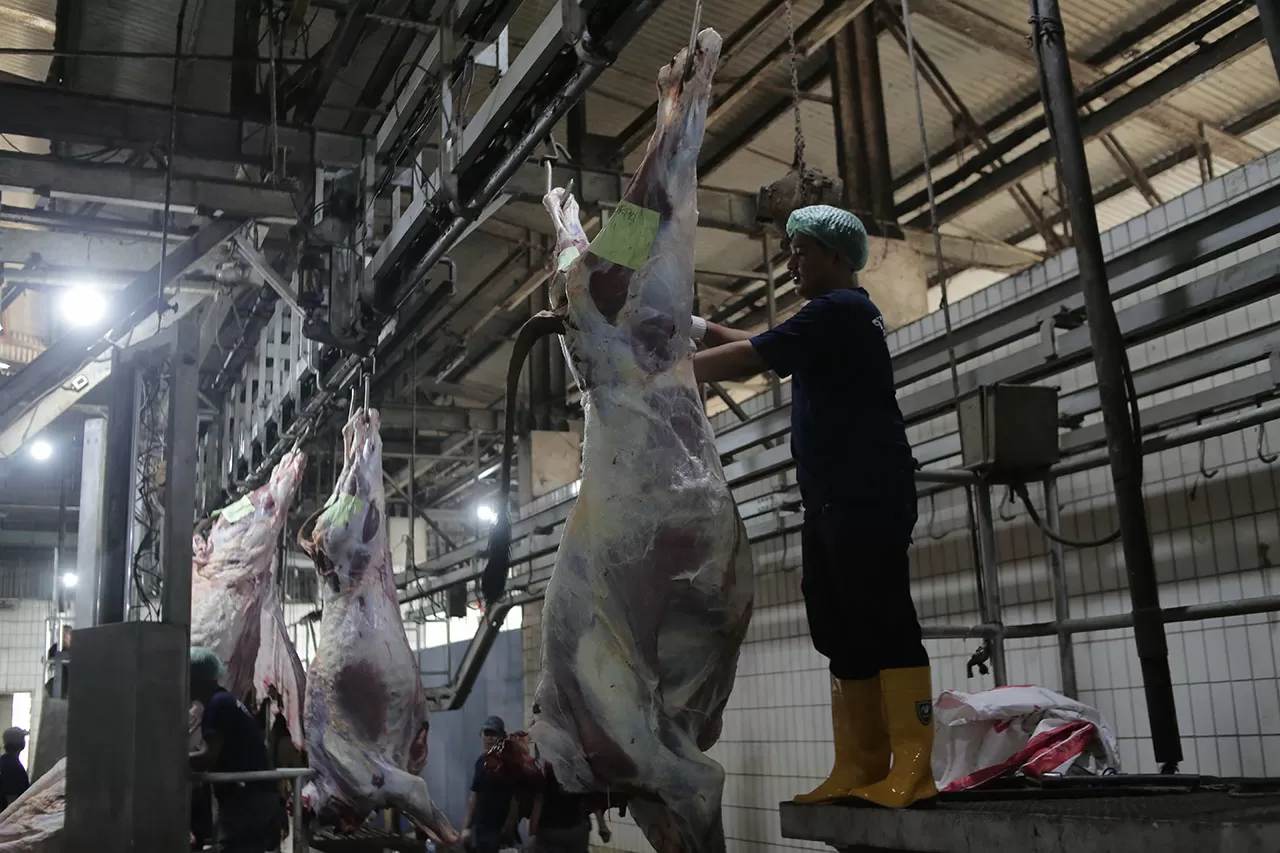 1.241 Sapi Disiapkan,...