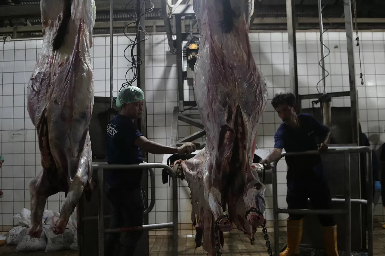 1.241 Sapi Disiapkan,...