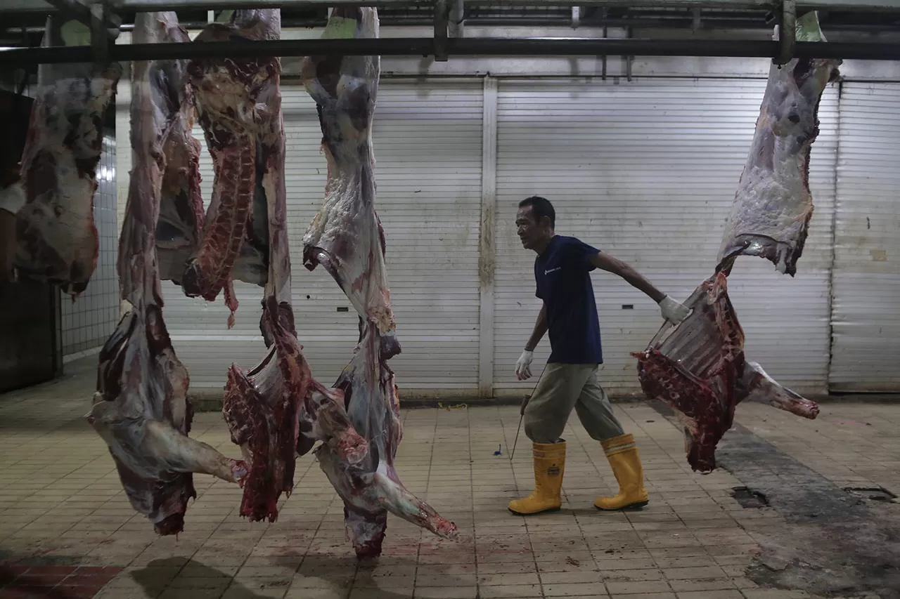 1.241 Sapi Disiapkan,...