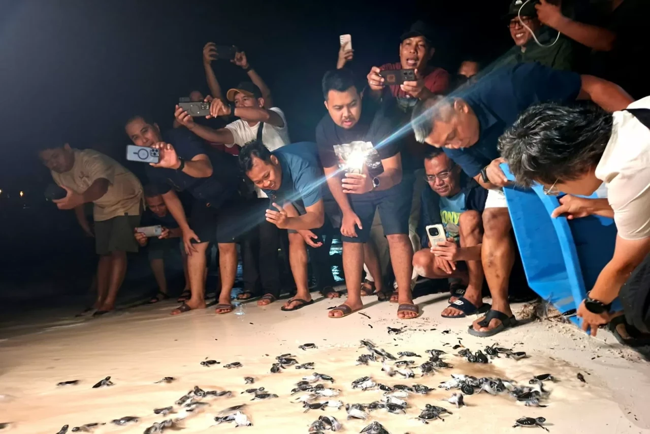 Dari Pulau Sangalaki,...