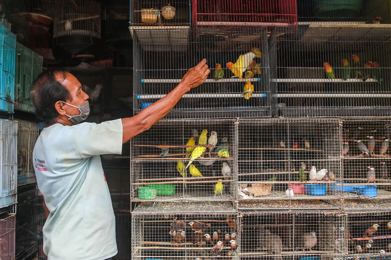 Pasar Hewan Barito Segera...