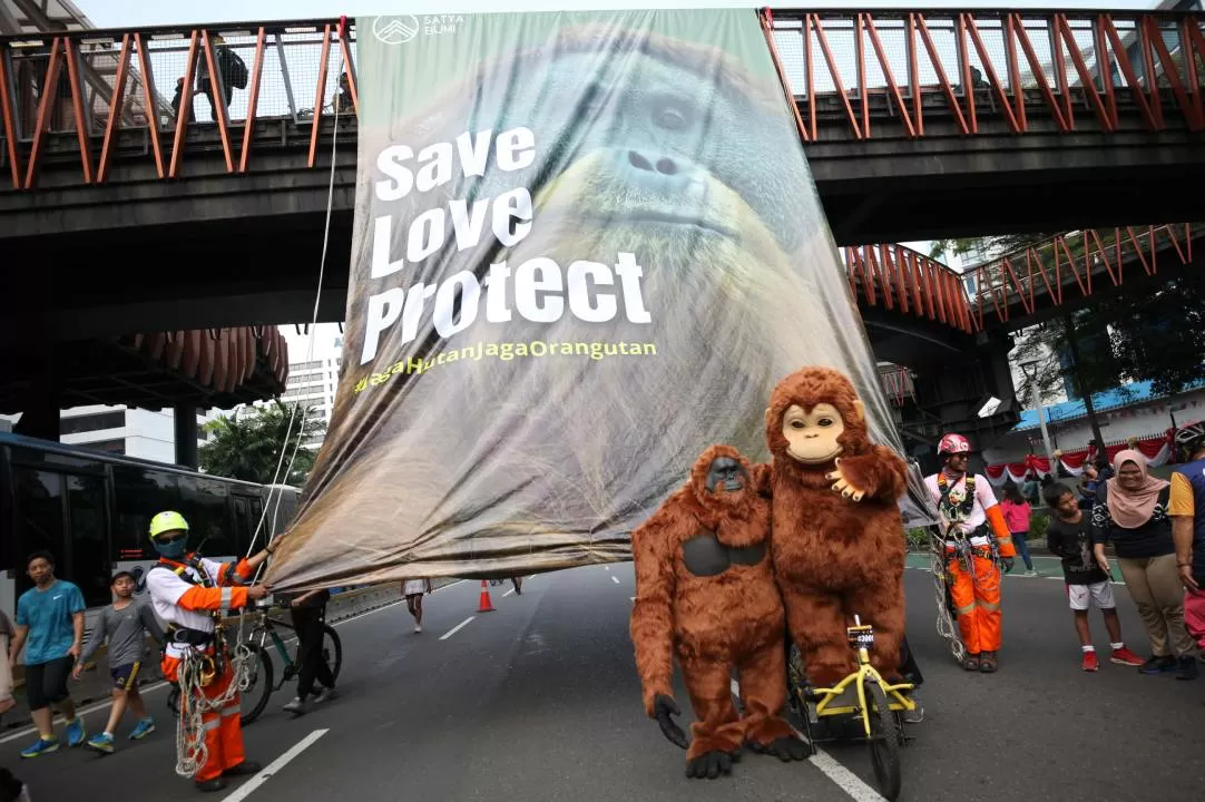 Peringatan Hari Orangutan...