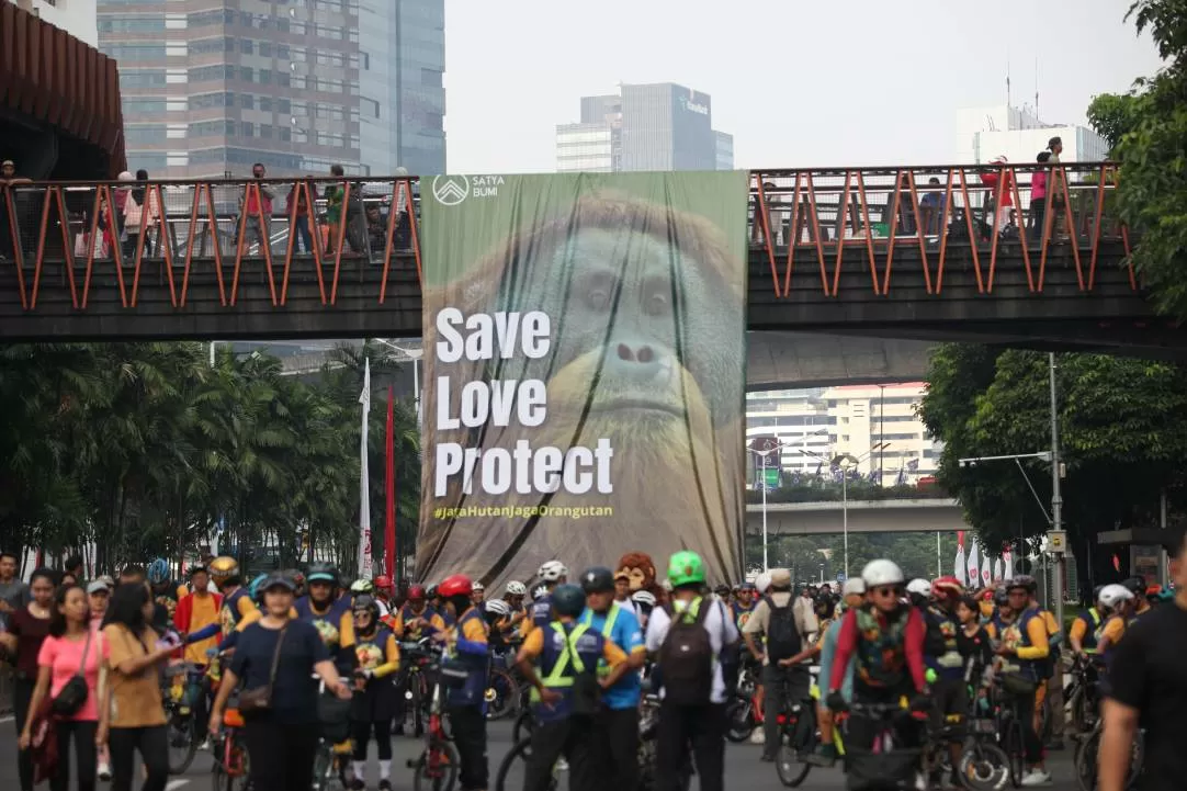Peringatan Hari Orangutan...