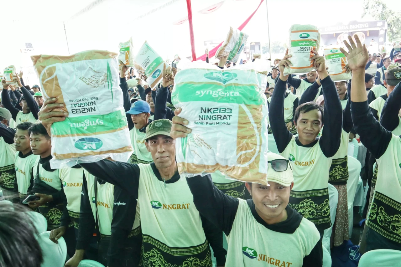 Panen Perdana Padi Hibrida...