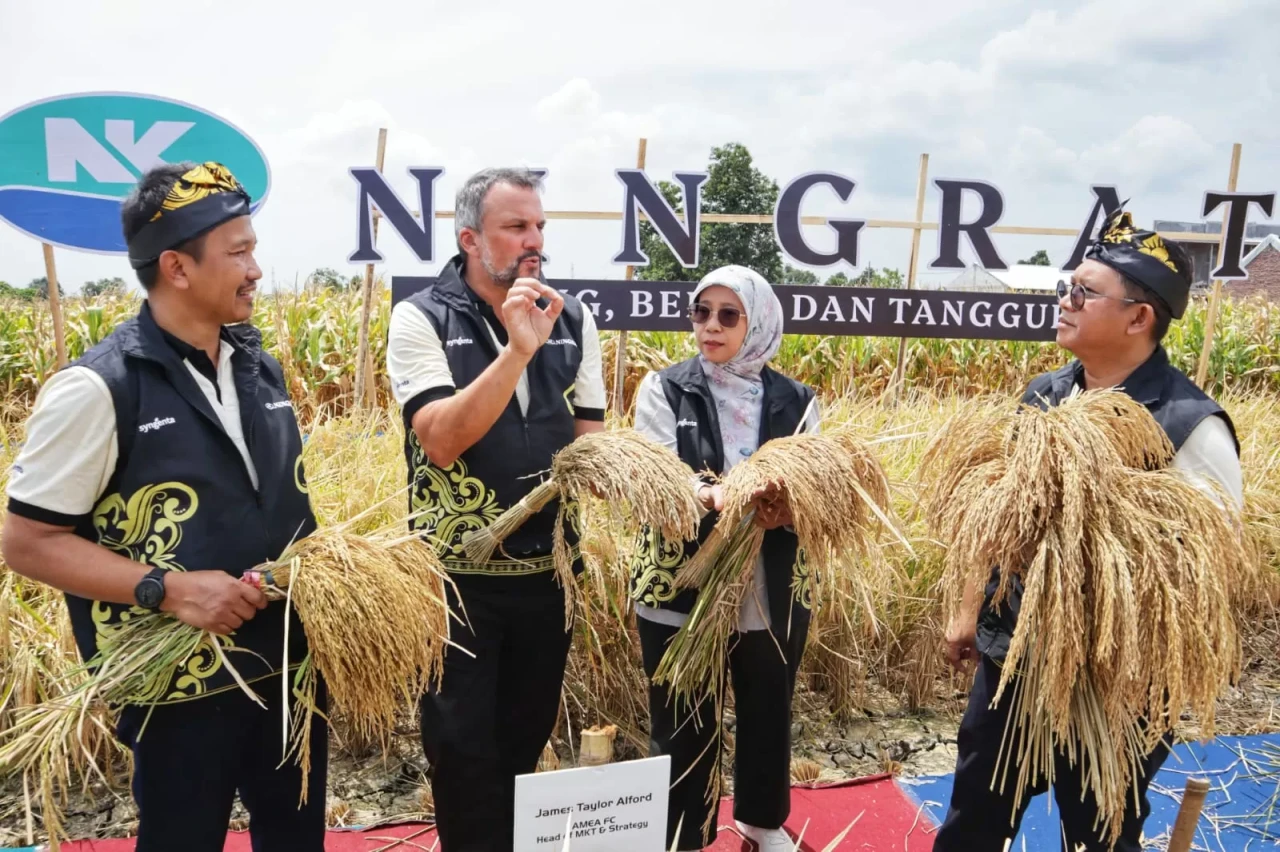 Panen Perdana Padi Hibrida...