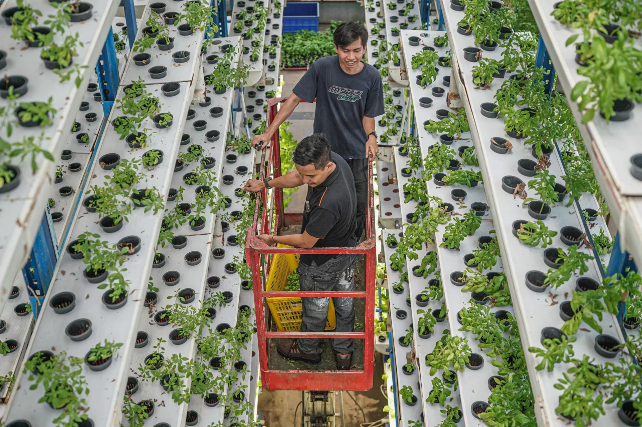 Kebun Vertikal Hidroponik...