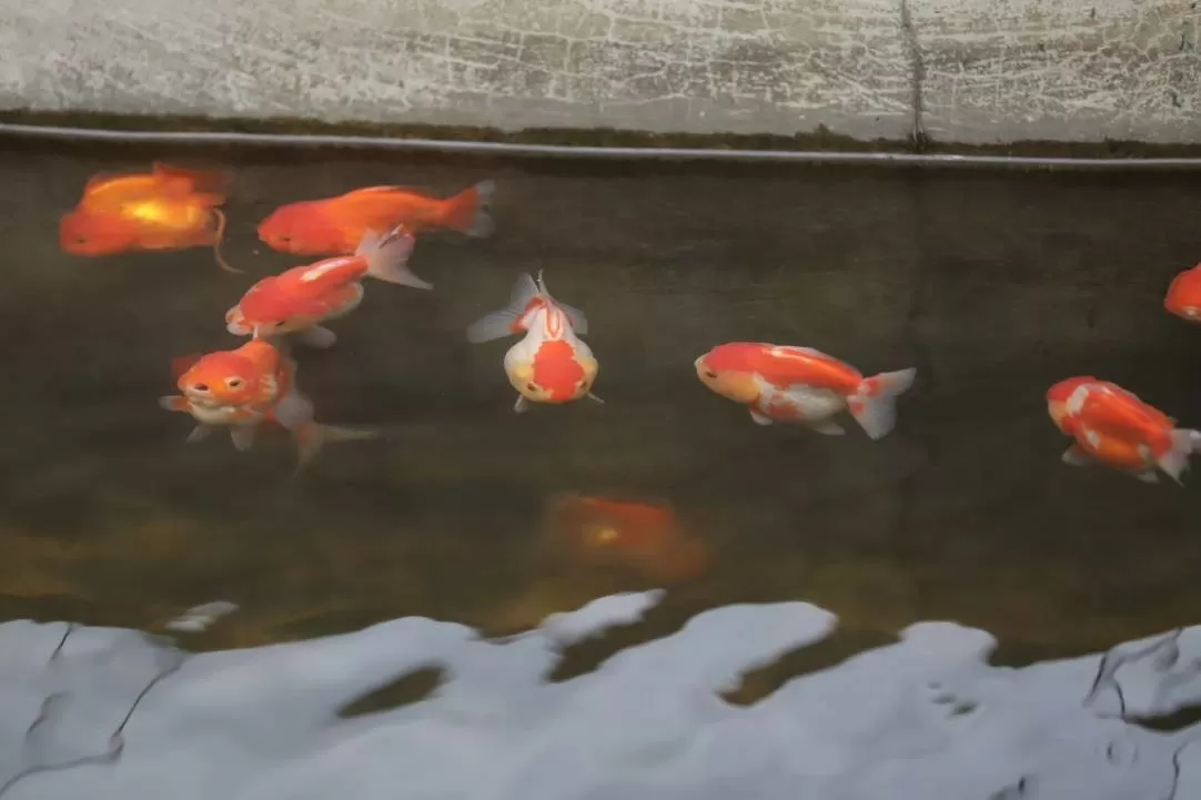 Dari Kolam Kecil ke...