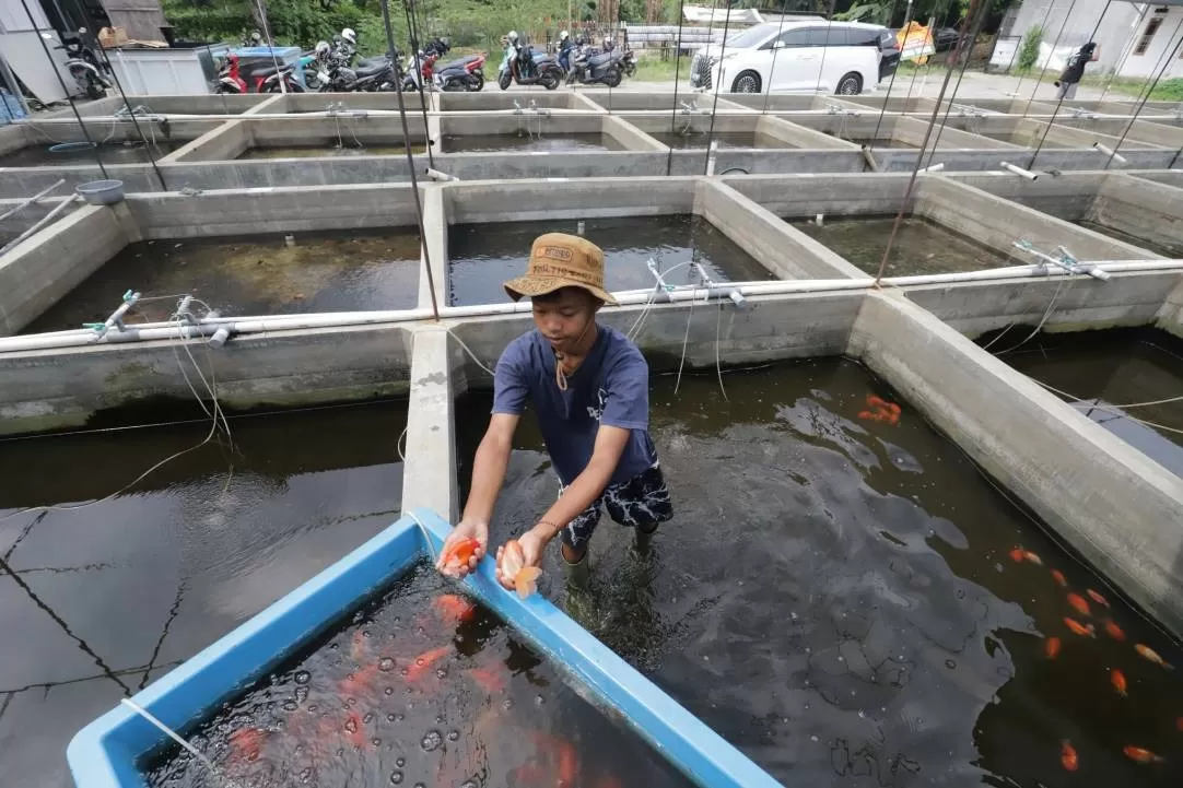Dari Kolam Kecil ke...