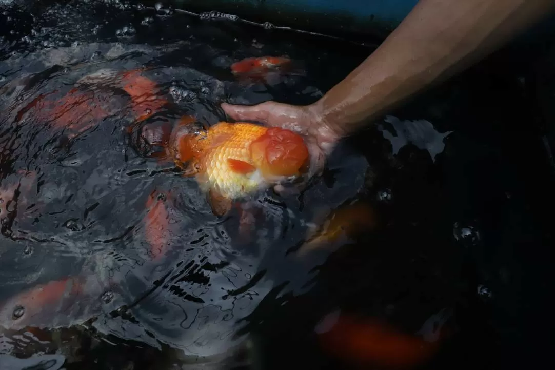 Dari Kolam Kecil ke...