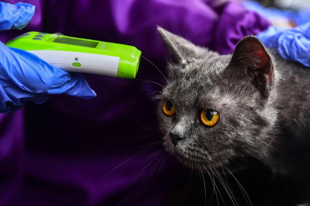 Potret Vaksin Rabies...