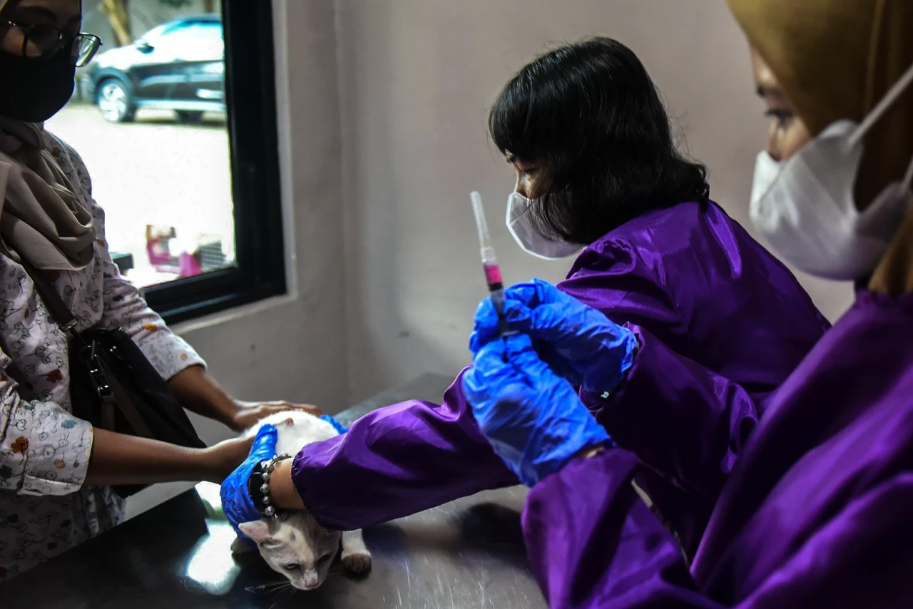 Potret Vaksin Rabies...