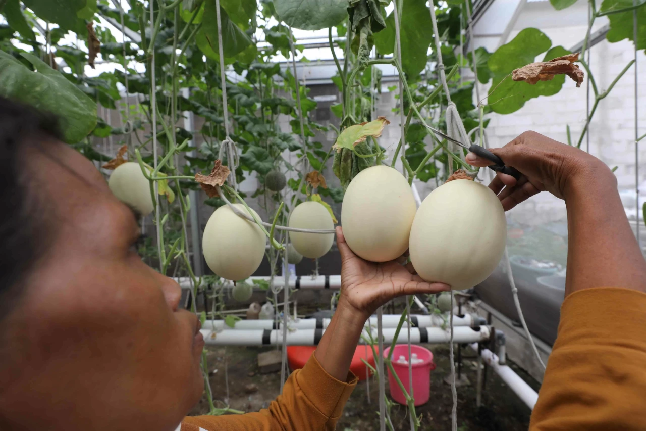 Melon Hidroponik Jadi...