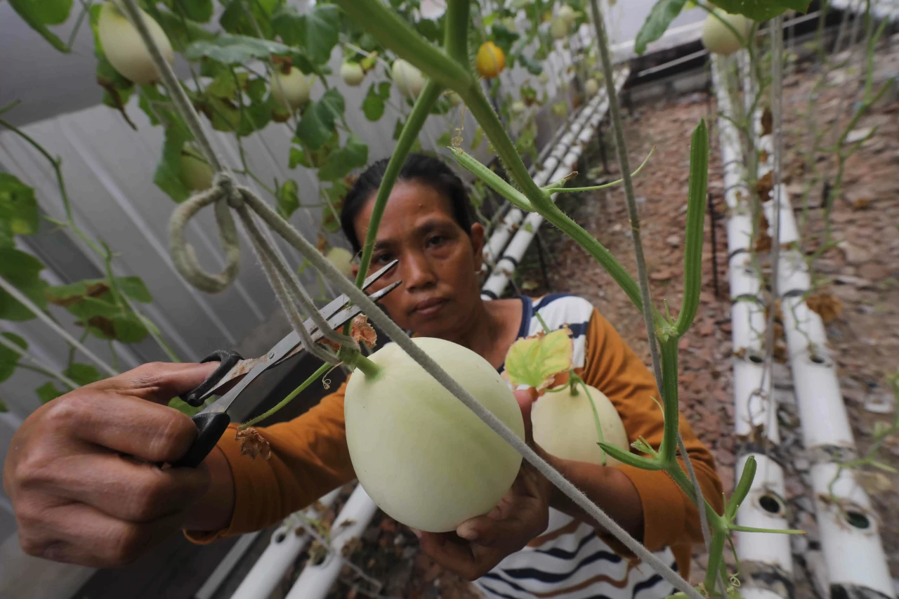 Melon Hidroponik Jadi...
