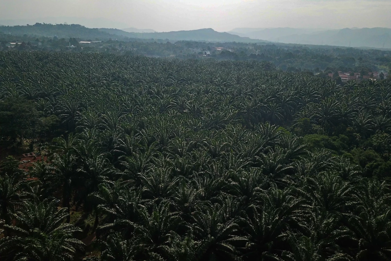 Produksi Sawit Nasional...