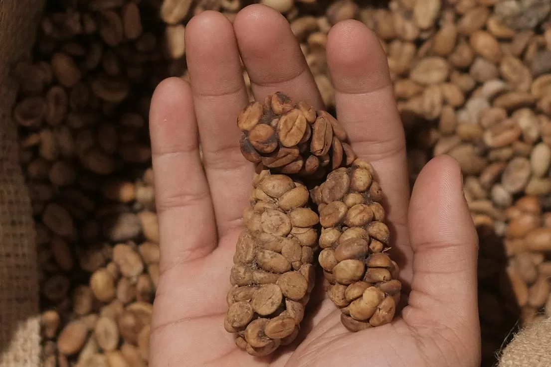 Menjaga Keaslian Kopi...