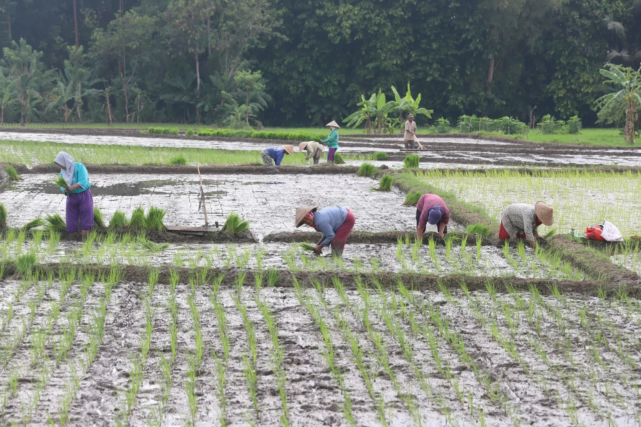 Harga Gabah Naik, Petani...