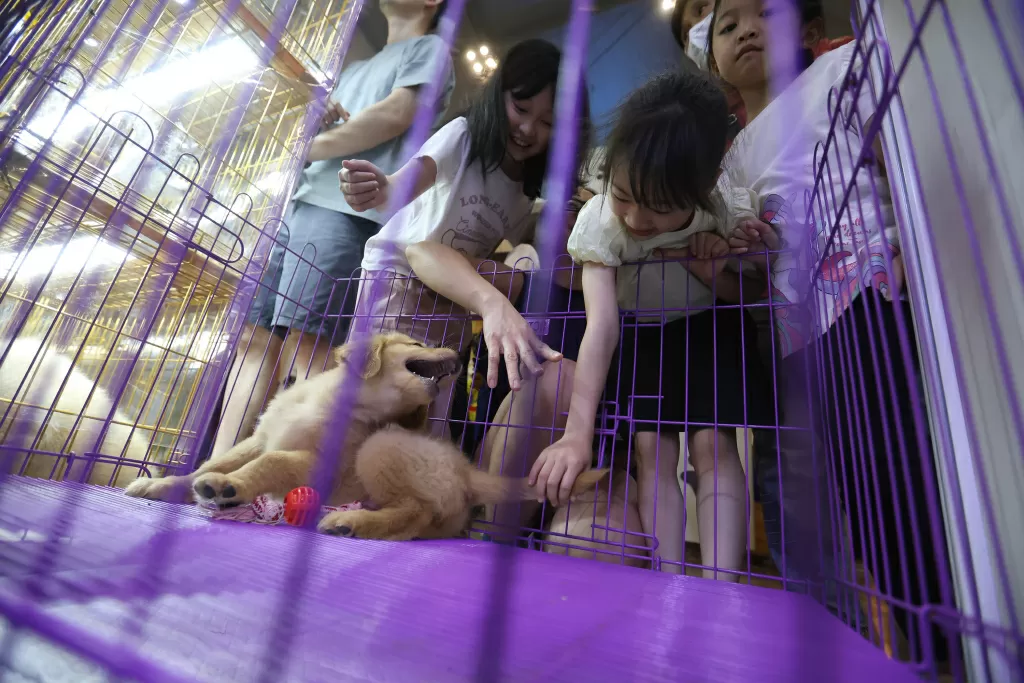 PetFest 2026 Petropolis:...