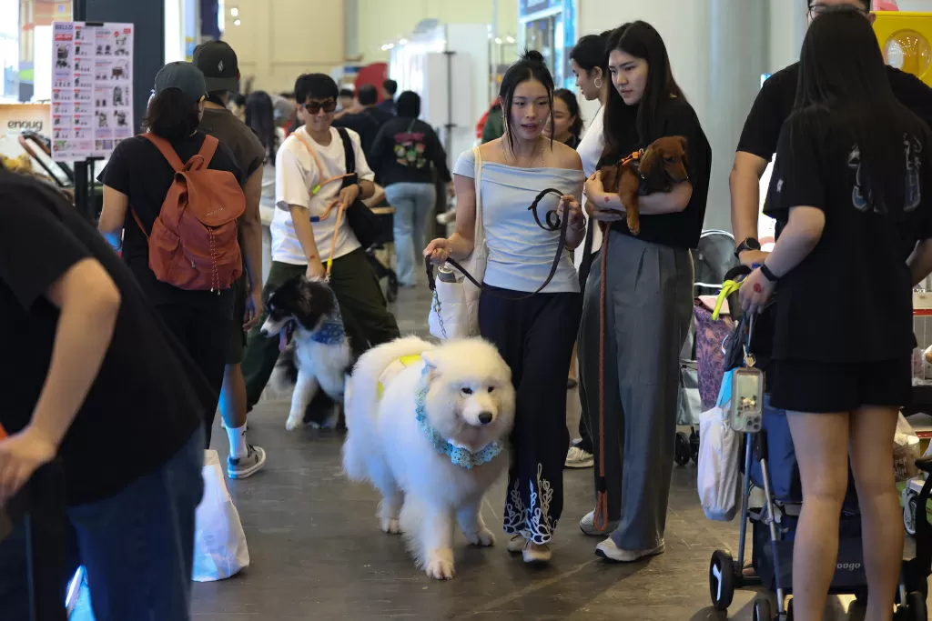 PetFest 2026 Petropolis:...