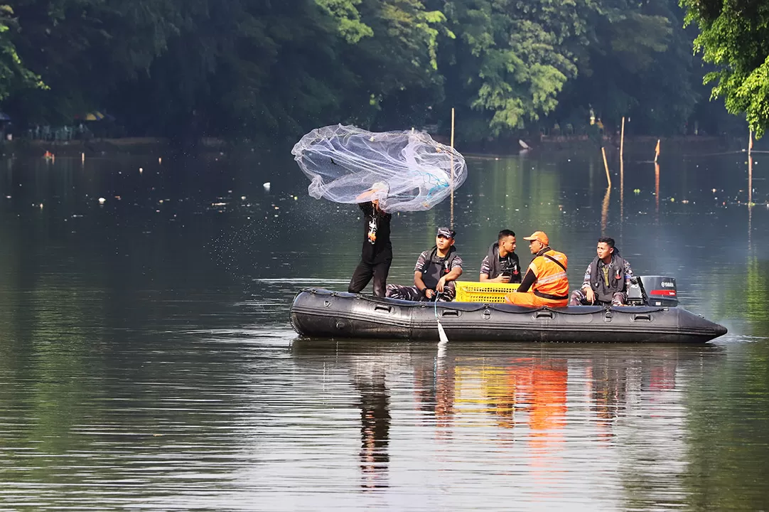 Ikan Sapu-Sapu Diburu...