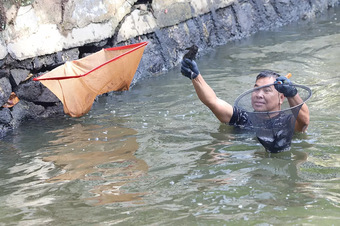 Ikan Sapu-Sapu Diburu...