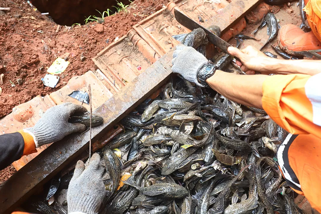 Ikan Sapu-Sapu Diburu...