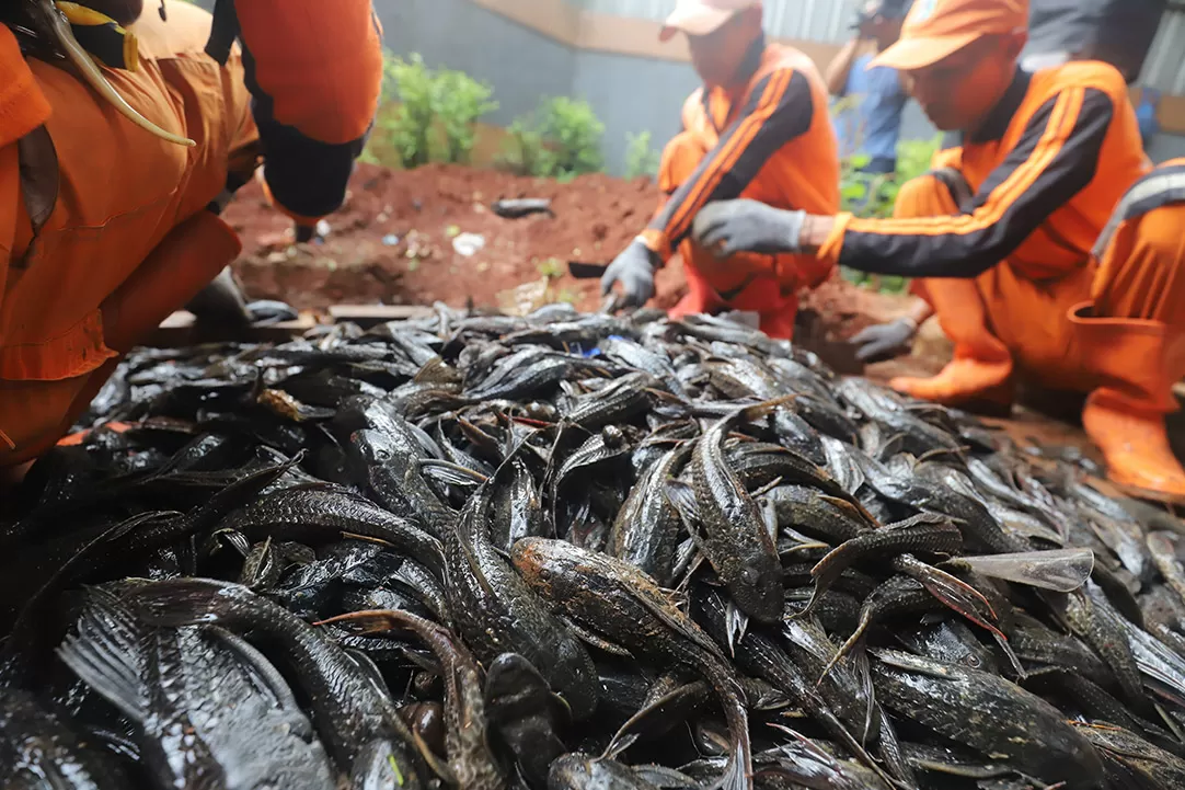Ikan Sapu-Sapu Diburu...