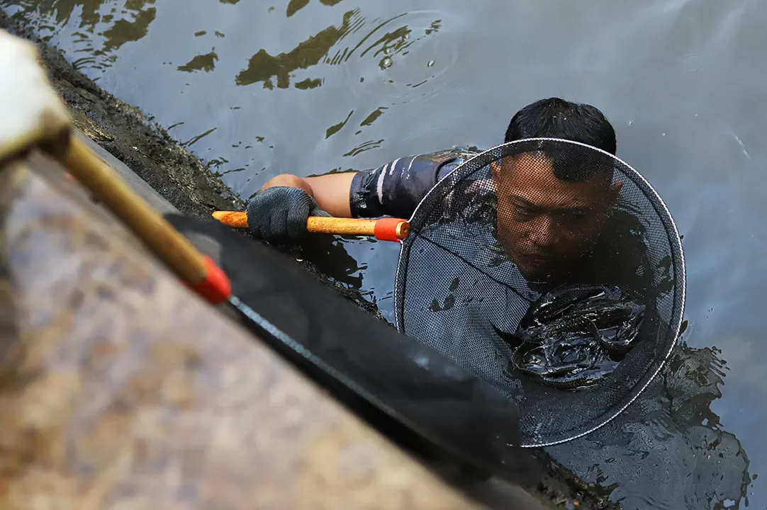 Ikan Sapu-Sapu Diburu...