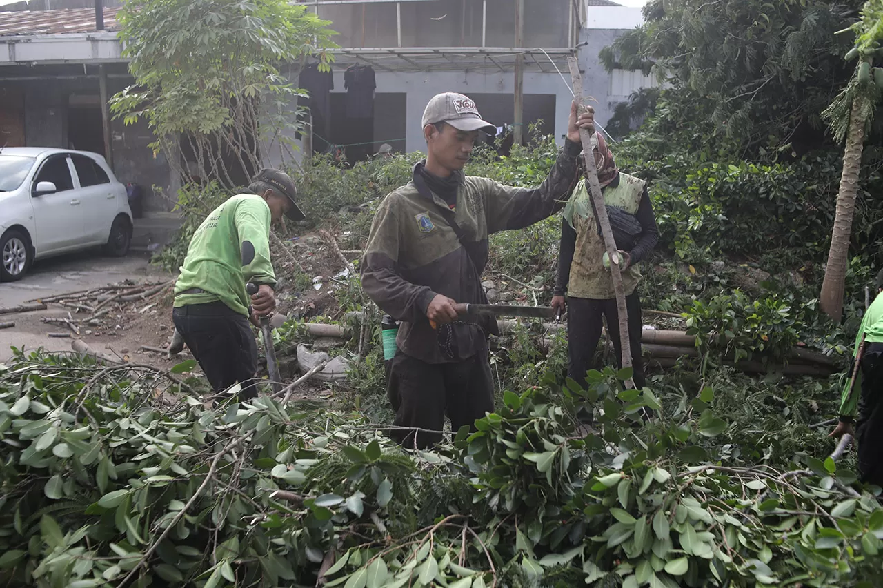 Pohon Tumbang Akibat...