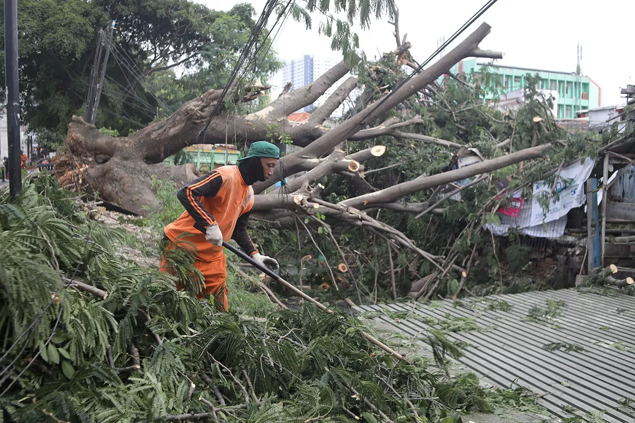 Pohon Tumbang Akibat...