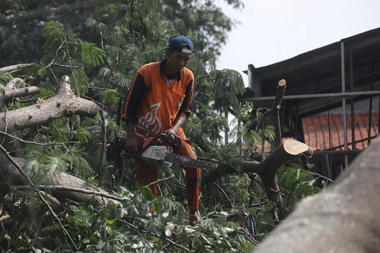Pohon Tumbang Akibat...