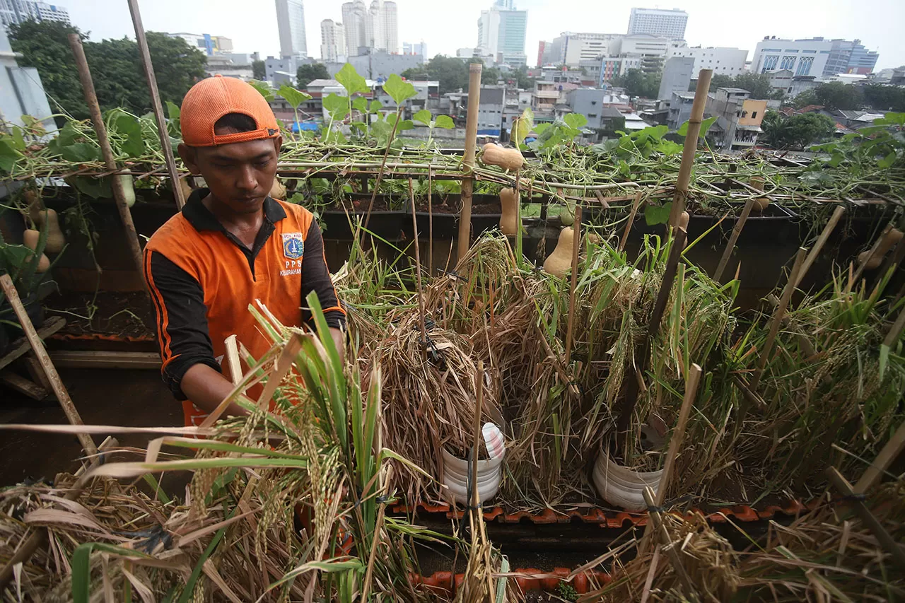 Panen Tanaman Urban...