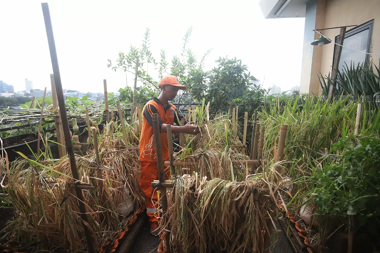 Panen Tanaman Urban...