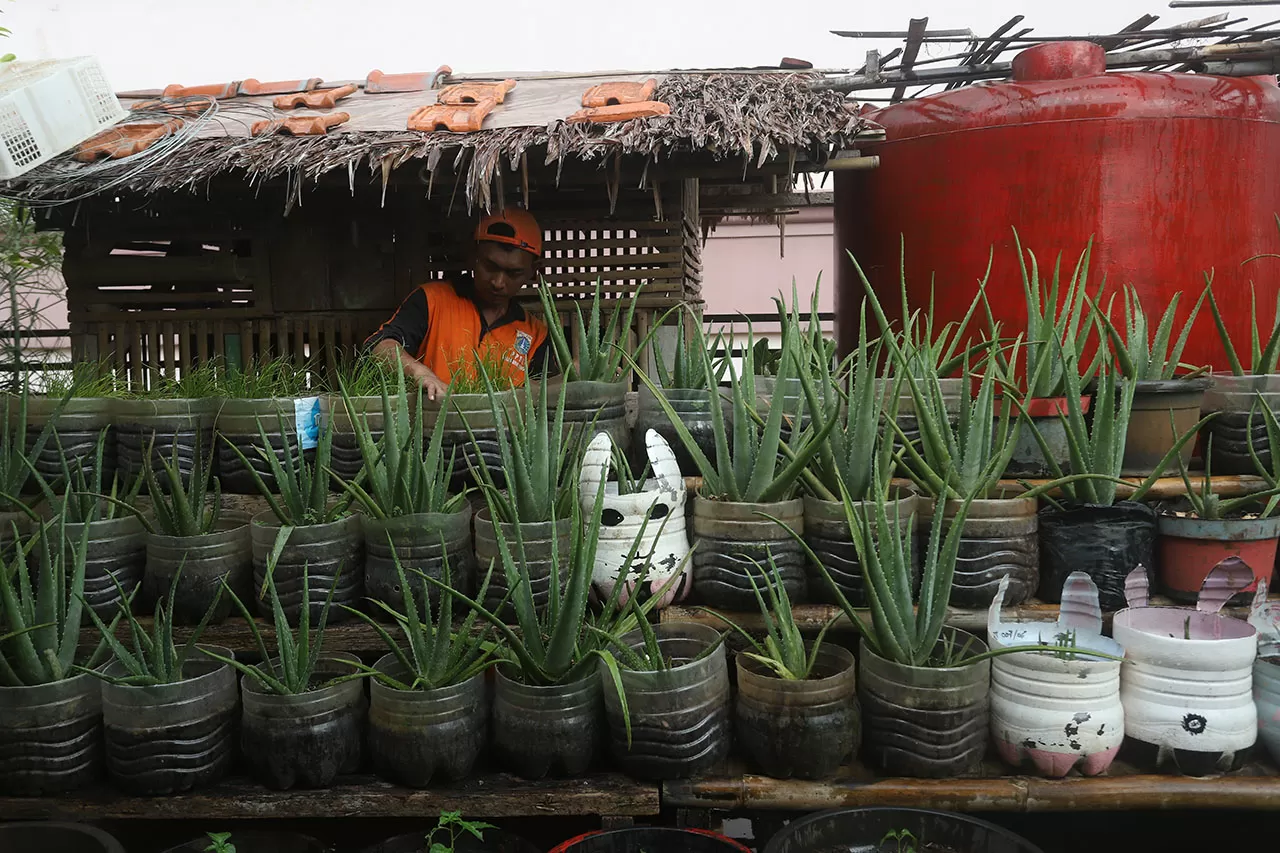 Panen Tanaman Urban...
