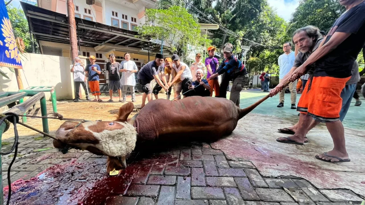 Ratusan Hewan Qurban...