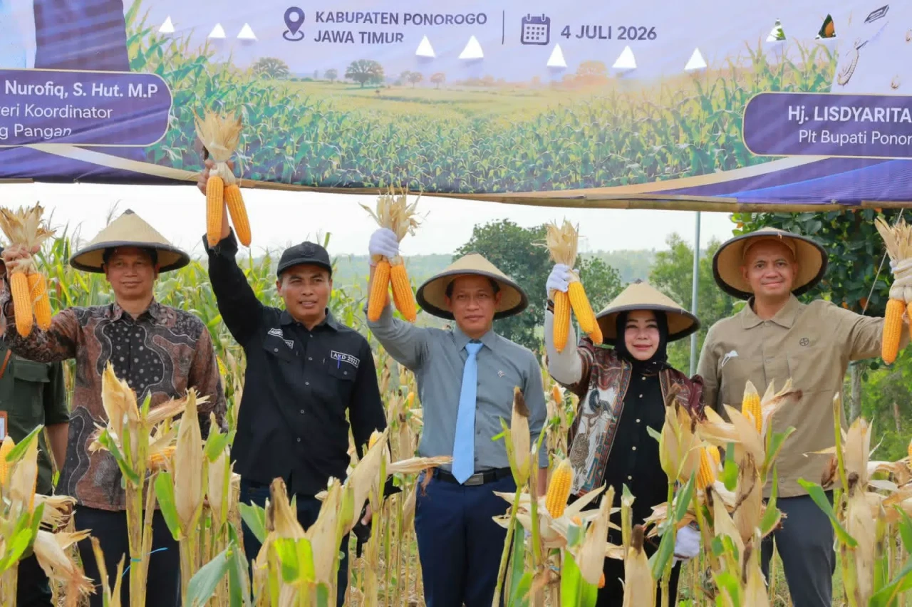 Panen Raya Jagung Hibrida...