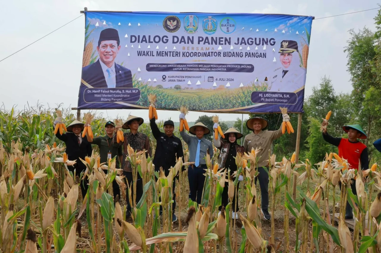 Panen Raya Jagung Hibrida...