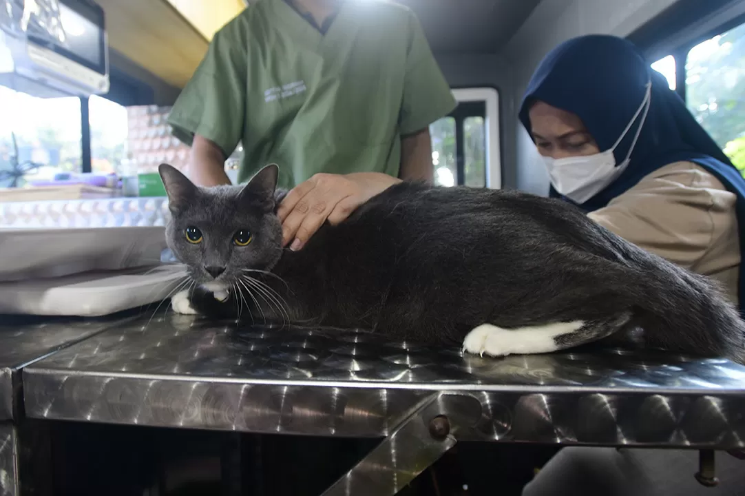 Mobil Klinik Hewan Keliling