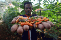 Bercocok Tanam di Tengah...