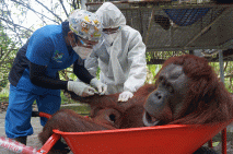 Pelepasliaran Orangutan...