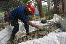 Penangkapan Buaya Rawa...