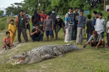 Asik Berjemur, Buaya...